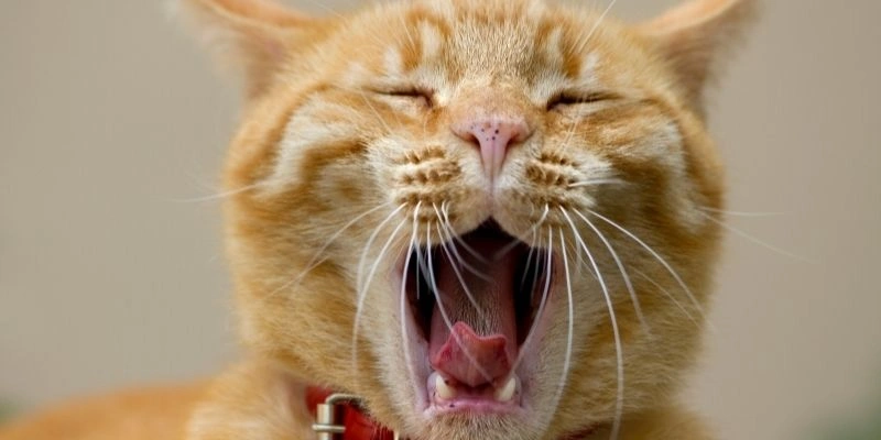 Mơ thấy mèo trong Kitô giáo