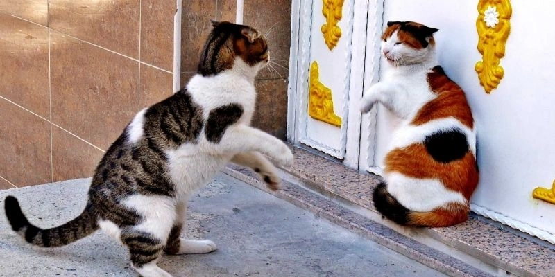 Mơ thấy mèo trong Phật giáo