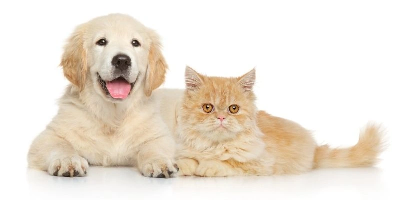 Mơ Thấy Mèo Trong Văn Hoá Việt Nam