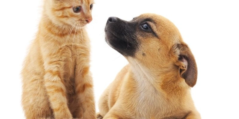Mơ Thấy Mèo Trong Văn Hoá Việt Nam
