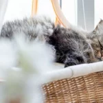 Mơ thấy mèo trúng số