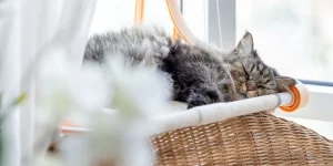 Mơ thấy mèo trúng số