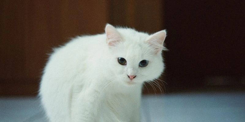Mơ thấy mèo và bạn bè