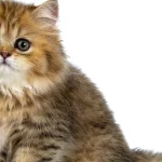 Mơ Thấy Mèo Và Chuyện Tình Cảm