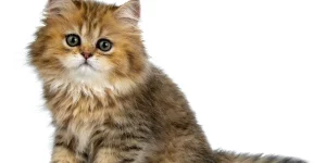 Mơ Thấy Mèo Và Chuyện Tình Cảm