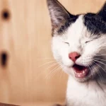 Mơ Thấy Mèo Và Gia Đình