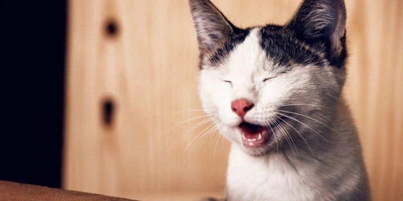 Mơ Thấy Mèo Và Gia Đình