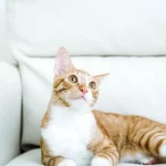 Mơ thấy mèo và vận may