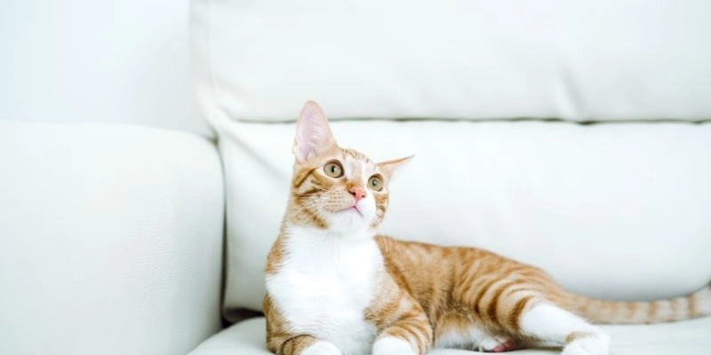 Mơ thấy mèo và vận may