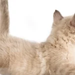 Mơ Thấy Mình Cho Mèo Ăn