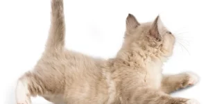 Mơ Thấy Mình Cho Mèo Ăn