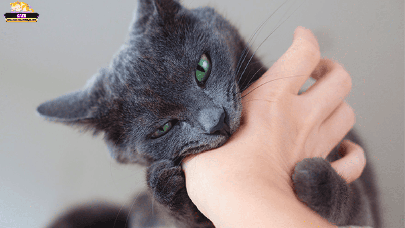 Ảnh hưởng của giấc mơ "mèo cắn tay" tới cuộc sống thực: Nên làm gì?