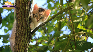 Mơ thấy mèo trèo cây là điềm gì? Giải mã ý nghĩa phổ biến nhất