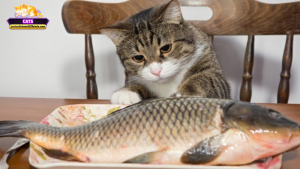 Giải mã mơ thấy mèo ăn cá: Ý nghĩa chung, điềm báo và các trường hợp thường gặp