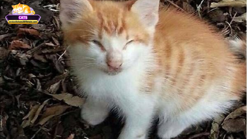Giải pháp và lời khuyên khi mơ thấy mèo bị mù