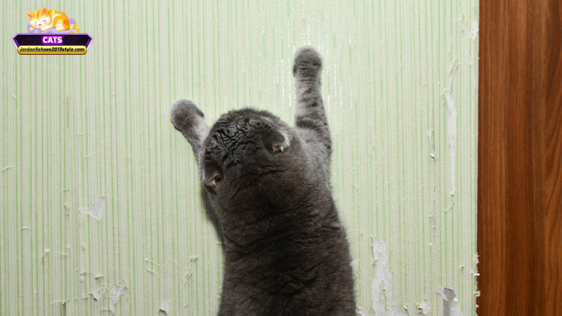 Hành động nên làm khi mơ thấy mèo cào cửa