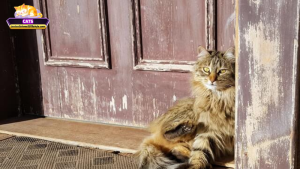 Giải mã giấc mơ thấy mèo cào cửa qua các góc nhìn khác nhau