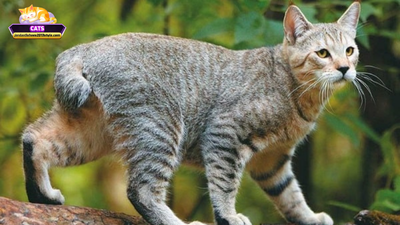Mơ thấy mèo cụt đuôi nên làm gì? Hướng dẫn chi tiết từ Cats
