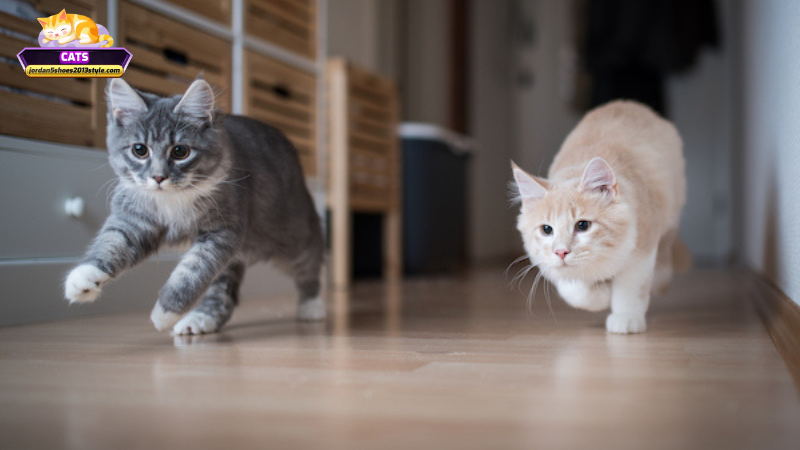 Mơ thấy mèo đuổi nhau là điềm gì? Giải mã ý nghĩa giấc mơ