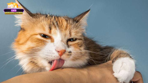 Giải mã giấc mơ thấy mèo liếm tay: Ý nghĩa và điềm báo