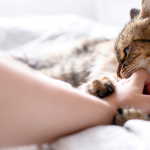 Lời khuyên khi mơ thấy mèo liếm tay