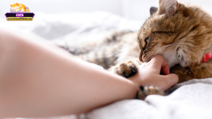 Lời khuyên khi mơ thấy mèo liếm tay