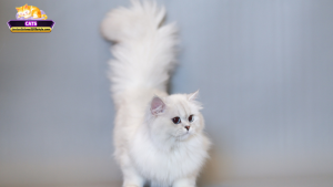 Những dấu hiệu may mắn, xui xẻo và việc cần làm khi mơ thấy mèo lông dài