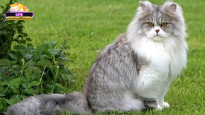 Các khía cạnh tâm linh, phong thủy và vận mệnh quanh giấc mơ thấy mèo lông dài