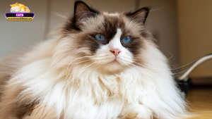 Mơ thấy mèo lông xù báo hiệu điều gì cho cuộc sống?