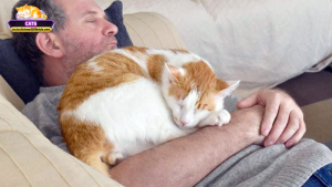 Mơ thấy mèo nằm ngủ trên người: Giải mã ý nghĩa phổ biến