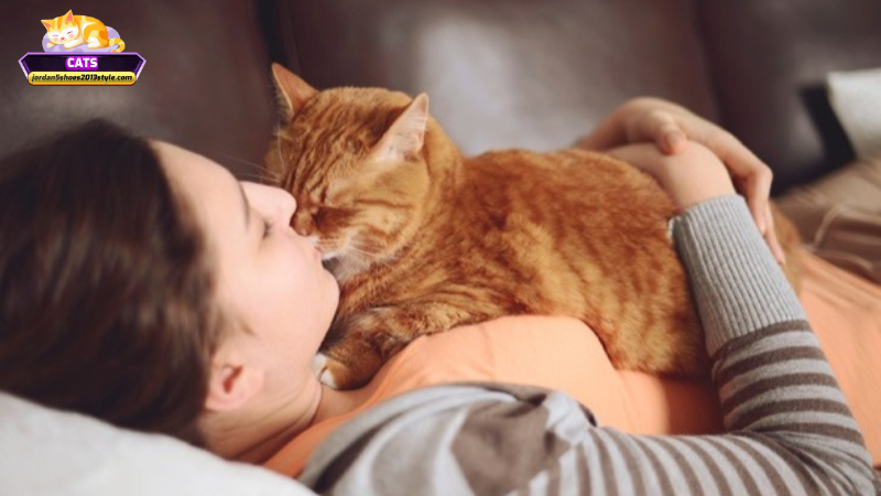 Những việc nên làm sau khi mơ thấy mèo nằm ngủ trên người