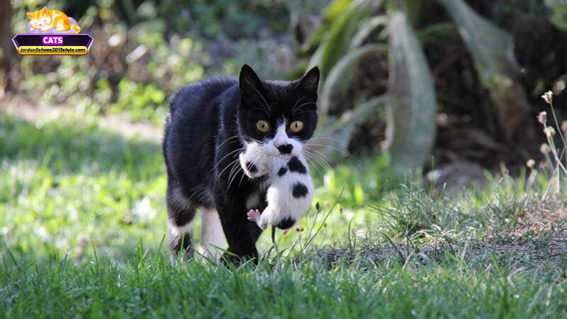 Nên làm gì sau khi mơ thấy mèo tha con về?