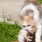 Các trường hợp cụ thể khi mơ thấy mèo tha con về và ý nghĩa chi tiết