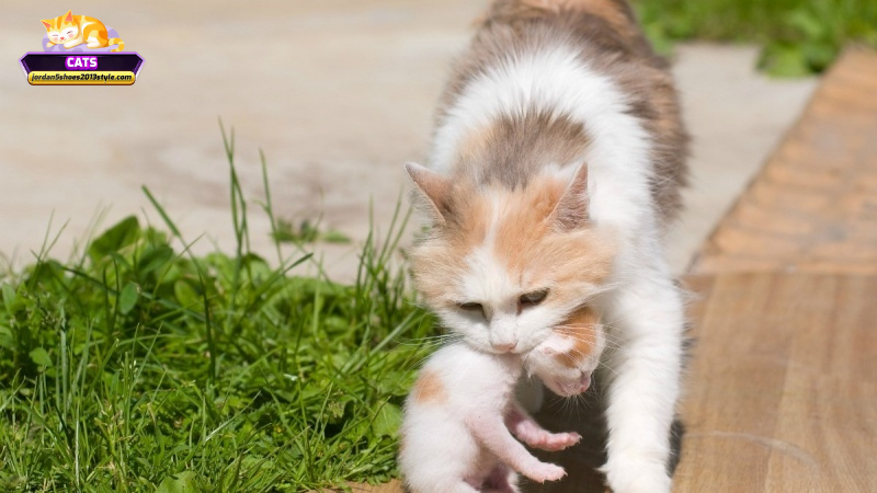 Giải mã từng trường hợp mơ thấy mèo con yếu