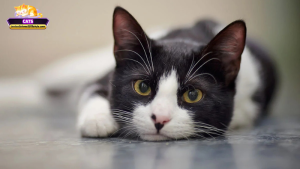 Mơ thấy mèo trắng đen là điềm gì? Giải mã ý nghĩa phổ biến