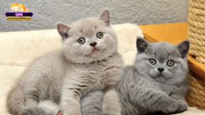 Các trường hợp đặc biệt khi mơ thấy mèo xám