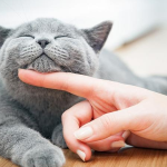 Ý nghĩa tâm linh khi mơ thấy mèo xám: Góc nhìn văn hóa & tín ngưỡng