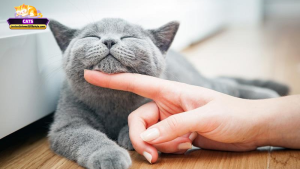 Ý nghĩa tâm linh khi mơ thấy mèo xám: Góc nhìn văn hóa & tín ngưỡng