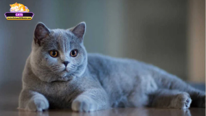 Mơ thấy mèo xám là điềm gì? Giải mã từng trường hợp