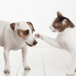 Giải mã mơ thấy mèo đánh nhau với chó: Thông điệp gì cho bạn?