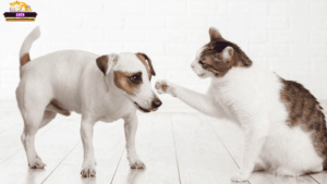 Giải mã mơ thấy mèo đánh nhau với chó: Thông điệp gì cho bạn?