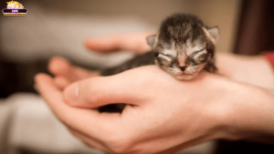 Mơ thấy mèo con bị bỏ rơi là điềm gì?