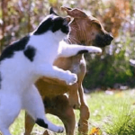 Mơ thấy mèo đánh nhau với chó và tác động đến đời sống