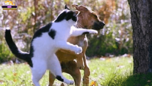 Mơ thấy mèo đánh nhau với chó và tác động đến đời sống