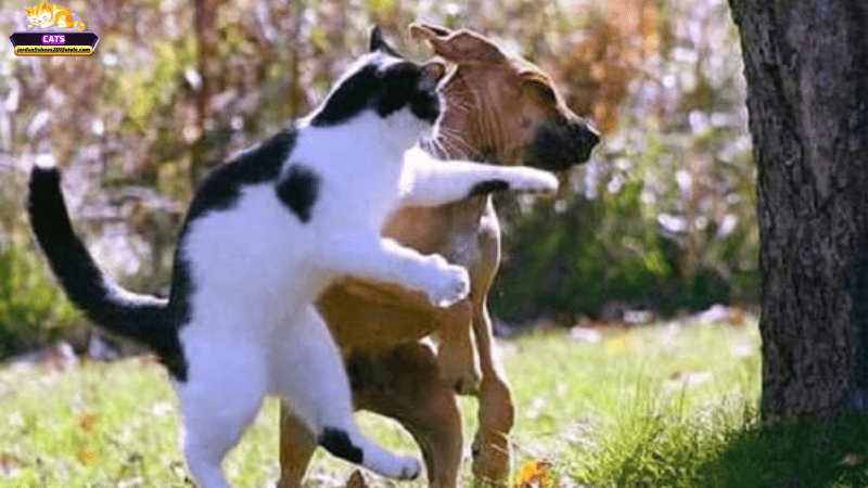 Mơ thấy mèo đánh nhau với chó và tác động đến đời sống