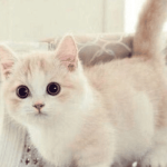 Mơ thấy mèo làm mình khóc là điềm gì? Giải mã nhanh với Cats