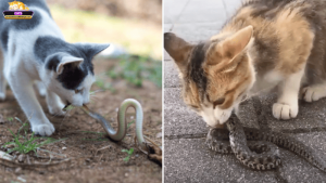 Mơ thấy mèo và rắn là điềm gì? Giải mã ý nghĩa tâm linh