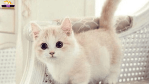 Mơ thấy mèo làm mình khóc là điềm gì? Giải mã nhanh với Cats