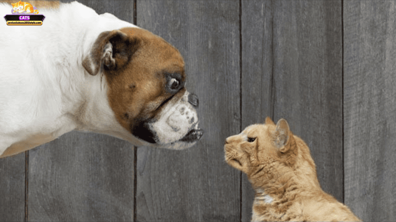 Hóa giải và tận dụng điềm báo: Làm gì khi mơ thấy mèo đánh nhau với chó?