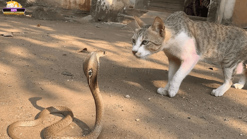 Mơ thấy mèo và rắn dưới góc nhìn khoa học & văn hóa hiện đại